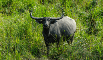 Kaziranga Wildlife Sanctuary